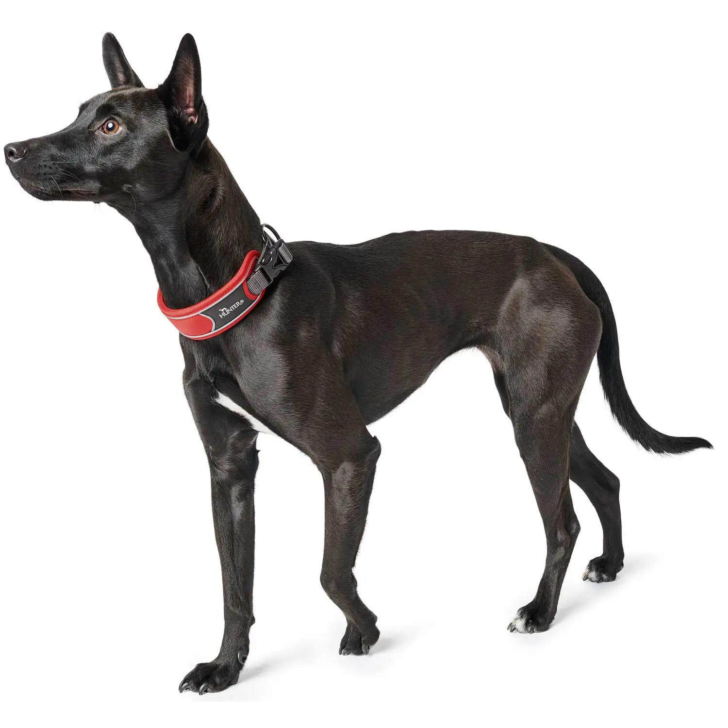 Hunter Halsbånd Divo M Rød/Grå - justerbart hundehalsbånd (35-45 cm, B 4,5 cm)